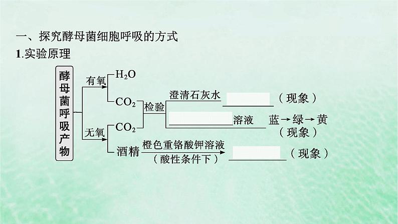 适用于新教材2024版高考生物一轮总复习第3单元细胞的代谢第12讲细胞呼吸课件新人教版05