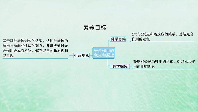 适用于新教材2024版高考生物一轮总复习第3单元细胞的代谢第13讲光合作用的色素和原理课件新人教版02