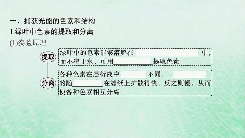 适用于新教材2024版高考生物一轮总复习第3单元细胞的代谢第13讲光合作用的色素和原理课件新人教版05