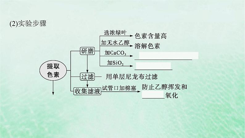 适用于新教材2024版高考生物一轮总复习第3单元细胞的代谢第13讲光合作用的色素和原理课件新人教版06