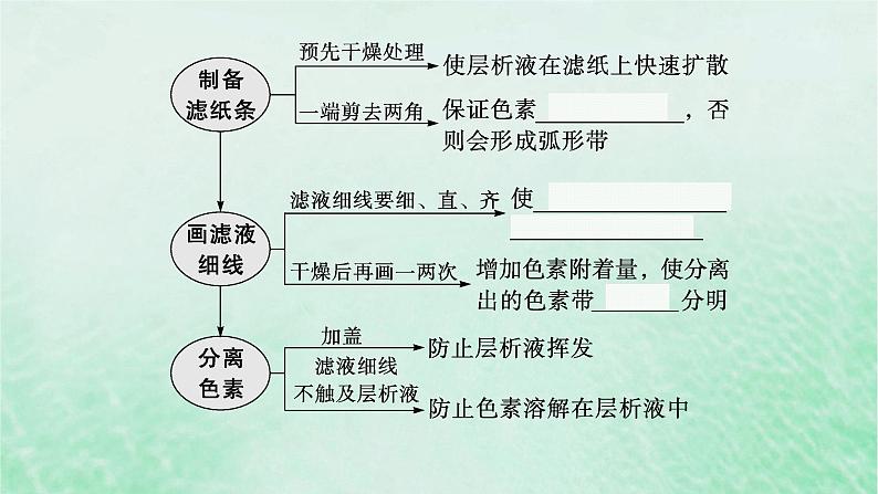 适用于新教材2024版高考生物一轮总复习第3单元细胞的代谢第13讲光合作用的色素和原理课件新人教版07