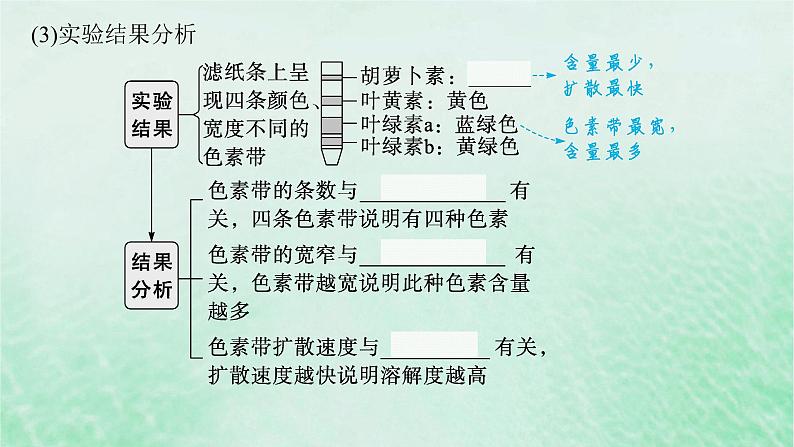 适用于新教材2024版高考生物一轮总复习第3单元细胞的代谢第13讲光合作用的色素和原理课件新人教版08