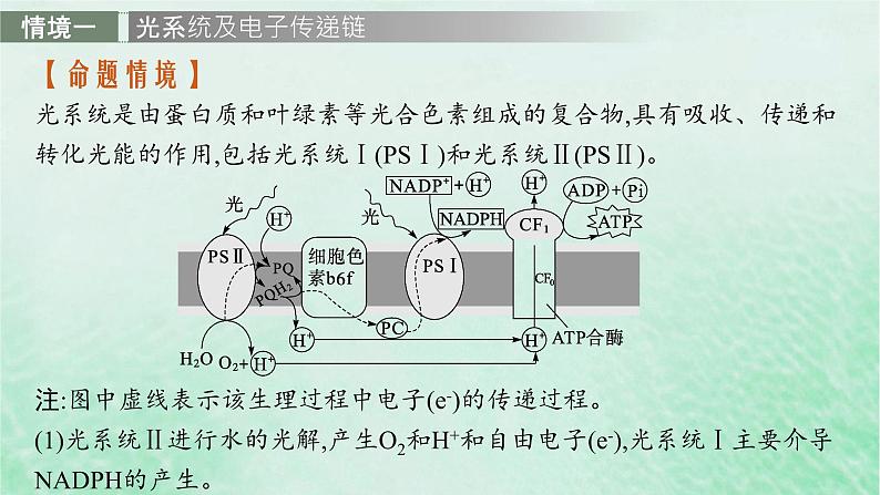 适用于新教材2024版高考生物一轮总复习第3单元细胞的代谢情境突破课3二氧化碳固定光呼吸光系统及电子传递链课件新人教版第2页