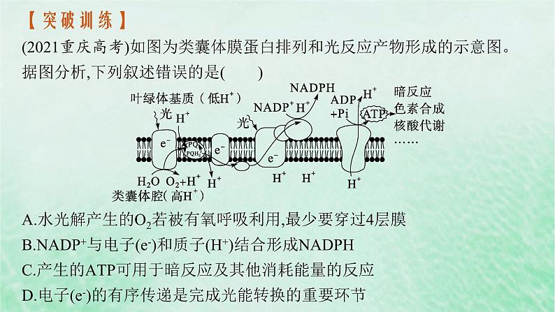 适用于新教材2024版高考生物一轮总复习第3单元细胞的代谢情境突破课3二氧化碳固定光呼吸光系统及电子传递链课件新人教版第6页