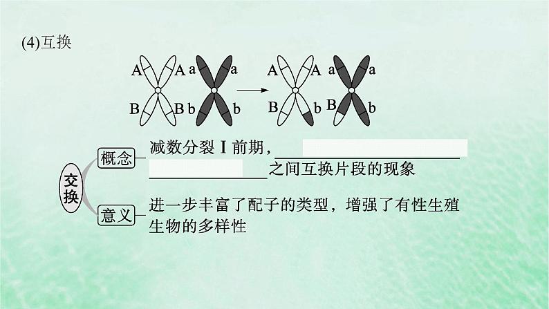 适用于新教材2024版高考生物一轮总复习第4单元细胞的生命历程第17讲减数分裂和受精作用课件新人教版第7页