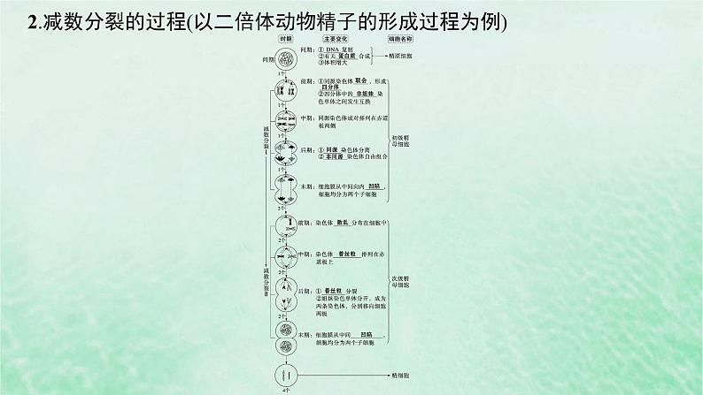 适用于新教材2024版高考生物一轮总复习第4单元细胞的生命历程第17讲减数分裂和受精作用课件新人教版第8页