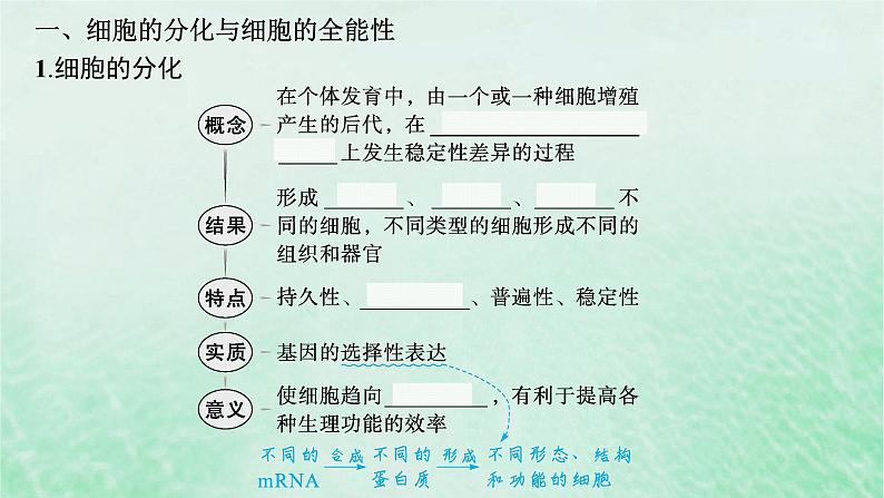 适用于新教材2024版高考生物一轮总复习第4单元细胞的生命历程第18讲细胞的分化衰老和死亡课件新人教版第5页