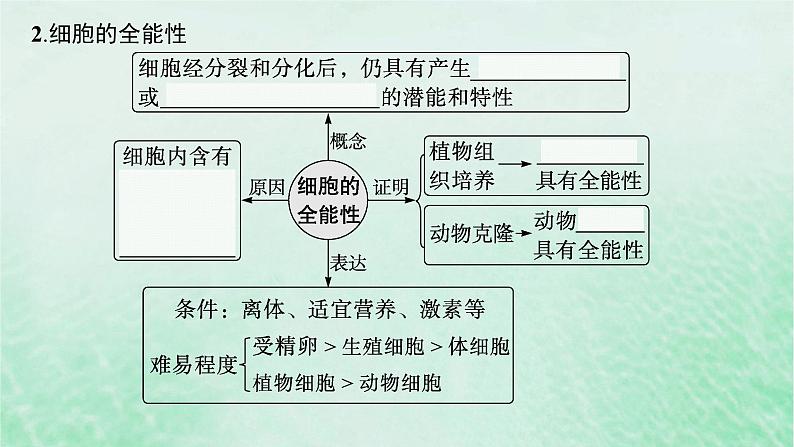 适用于新教材2024版高考生物一轮总复习第4单元细胞的生命历程第18讲细胞的分化衰老和死亡课件新人教版第6页