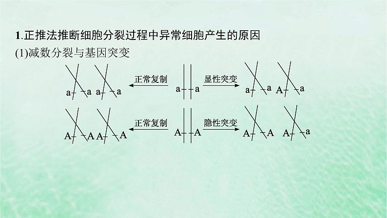 适用于新教材2024版高考生物一轮总复习第4单元细胞的生命历程专题精研课3减数分裂与可遗传变异的关系课件新人教版02