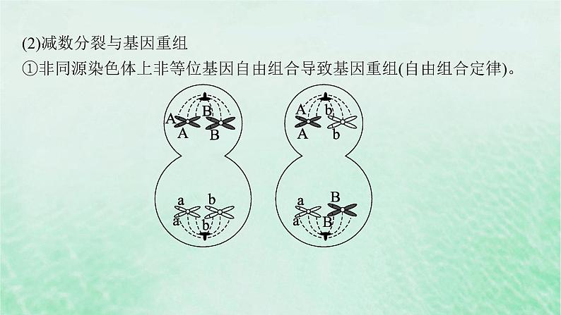 适用于新教材2024版高考生物一轮总复习第4单元细胞的生命历程专题精研课3减数分裂与可遗传变异的关系课件新人教版03