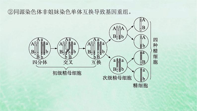 适用于新教材2024版高考生物一轮总复习第4单元细胞的生命历程专题精研课3减数分裂与可遗传变异的关系课件新人教版04