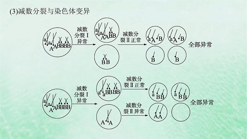 适用于新教材2024版高考生物一轮总复习第4单元细胞的生命历程专题精研课3减数分裂与可遗传变异的关系课件新人教版05