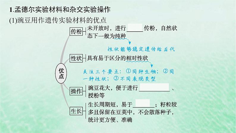 适用于新教材2024版高考生物一轮总复习第5单元孟德尔遗传定律与伴性遗传第19讲孟德尔的豌豆杂交实验一课件新人教版第5页