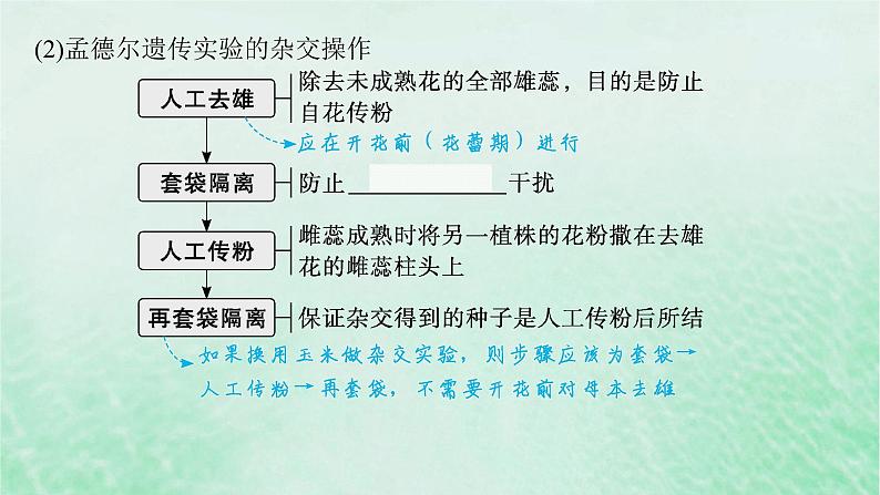 适用于新教材2024版高考生物一轮总复习第5单元孟德尔遗传定律与伴性遗传第19讲孟德尔的豌豆杂交实验一课件新人教版第6页