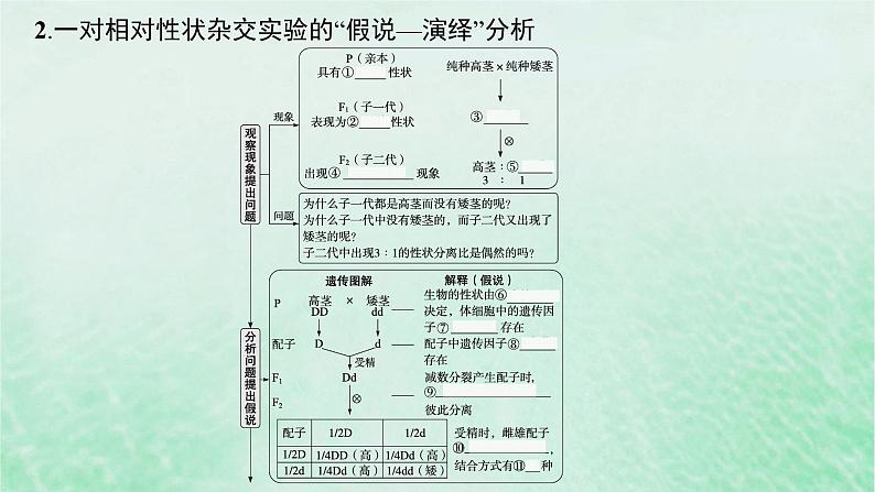 适用于新教材2024版高考生物一轮总复习第5单元孟德尔遗传定律与伴性遗传第19讲孟德尔的豌豆杂交实验一课件新人教版第7页