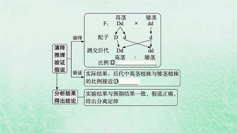 适用于新教材2024版高考生物一轮总复习第5单元孟德尔遗传定律与伴性遗传第19讲孟德尔的豌豆杂交实验一课件新人教版第8页