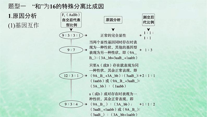 适用于新教材2024版高考生物一轮总复习第5单元孟德尔遗传定律与伴性遗传专题精研课5自由组合定律中的特殊比例课件新人教版02