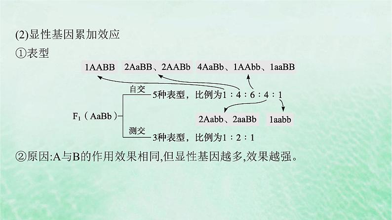 适用于新教材2024版高考生物一轮总复习第5单元孟德尔遗传定律与伴性遗传专题精研课5自由组合定律中的特殊比例课件新人教版04