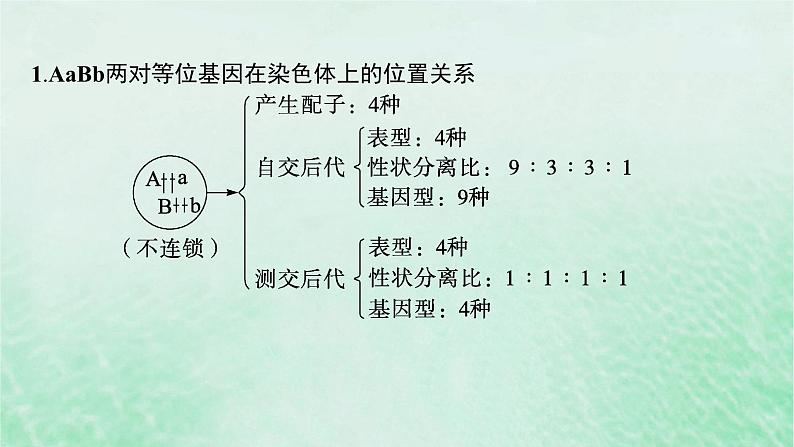 适用于新教材2024版高考生物一轮总复习第5单元孟德尔遗传定律与伴性遗传专题精研课6探究不同对等位基因在常染色体上的位置课件新人教版02