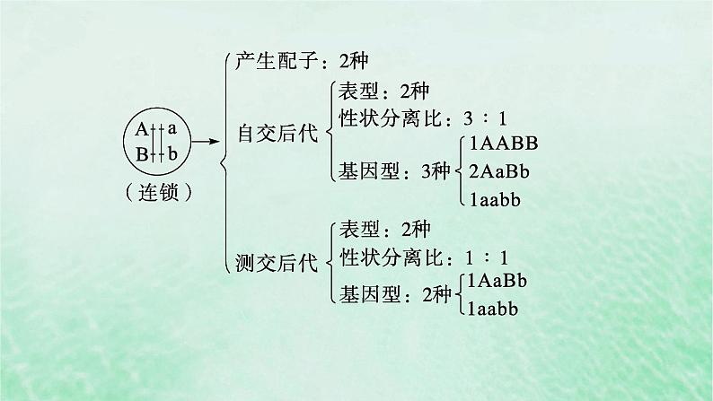 适用于新教材2024版高考生物一轮总复习第5单元孟德尔遗传定律与伴性遗传专题精研课6探究不同对等位基因在常染色体上的位置课件新人教版03