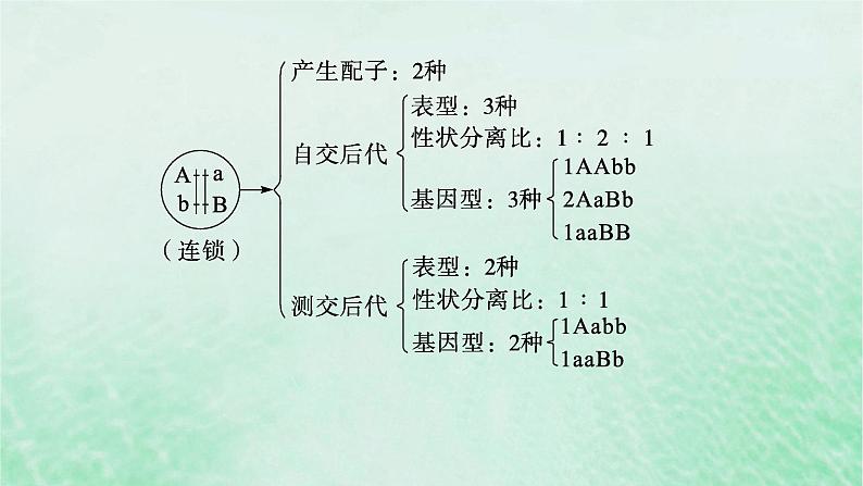 适用于新教材2024版高考生物一轮总复习第5单元孟德尔遗传定律与伴性遗传专题精研课6探究不同对等位基因在常染色体上的位置课件新人教版04