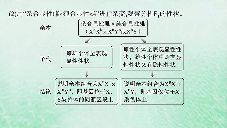 适用于新教材2024版高考生物一轮总复习第5单元孟德尔遗传定律与伴性遗传专题精研课7探究基因在染色体上的位置课件新人教版第7页