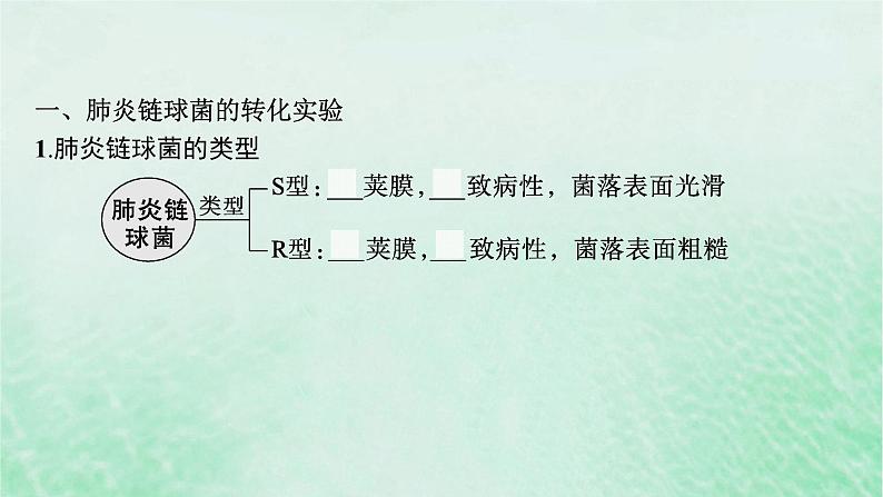 适用于新教材2024版高考生物一轮总复习第6单元遗传的分子基础第22讲DNA是主要的遗传物质课件新人教版05