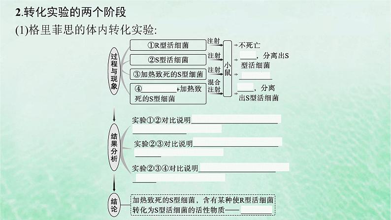 适用于新教材2024版高考生物一轮总复习第6单元遗传的分子基础第22讲DNA是主要的遗传物质课件新人教版06