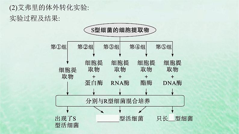 适用于新教材2024版高考生物一轮总复习第6单元遗传的分子基础第22讲DNA是主要的遗传物质课件新人教版07