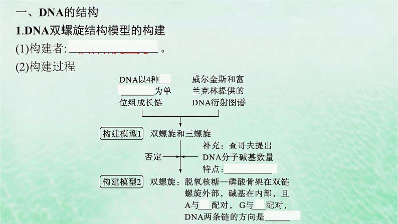 适用于新教材2024版高考生物一轮总复习第6单元遗传的分子基础第23讲DNA分子的结构和复制基因的本质课件新人教版05