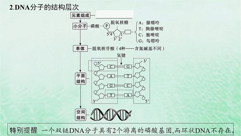 适用于新教材2024版高考生物一轮总复习第6单元遗传的分子基础第23讲DNA分子的结构和复制基因的本质课件新人教版06