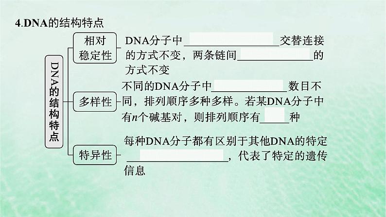 适用于新教材2024版高考生物一轮总复习第6单元遗传的分子基础第23讲DNA分子的结构和复制基因的本质课件新人教版08