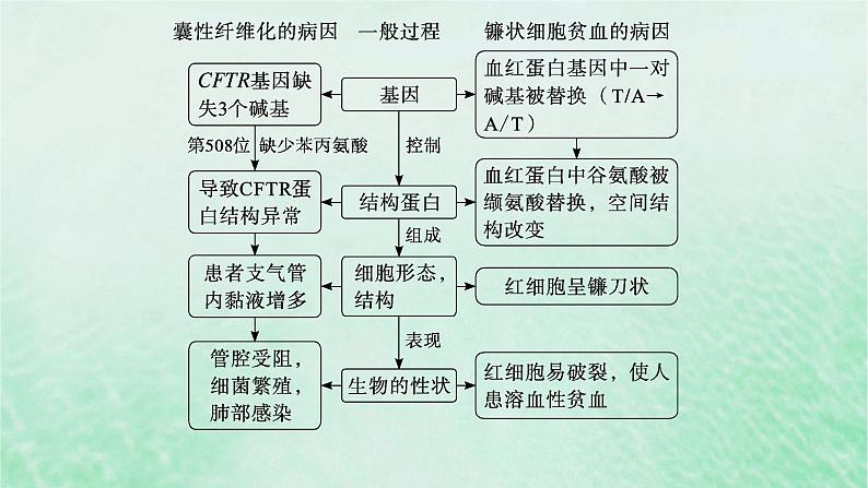 适用于新教材2024版高考生物一轮总复习第6单元遗传的分子基础第25讲基因表达和性状的关系课件新人教版06