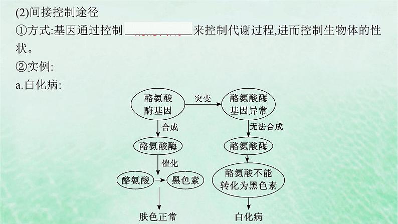 适用于新教材2024版高考生物一轮总复习第6单元遗传的分子基础第25讲基因表达和性状的关系课件新人教版07
