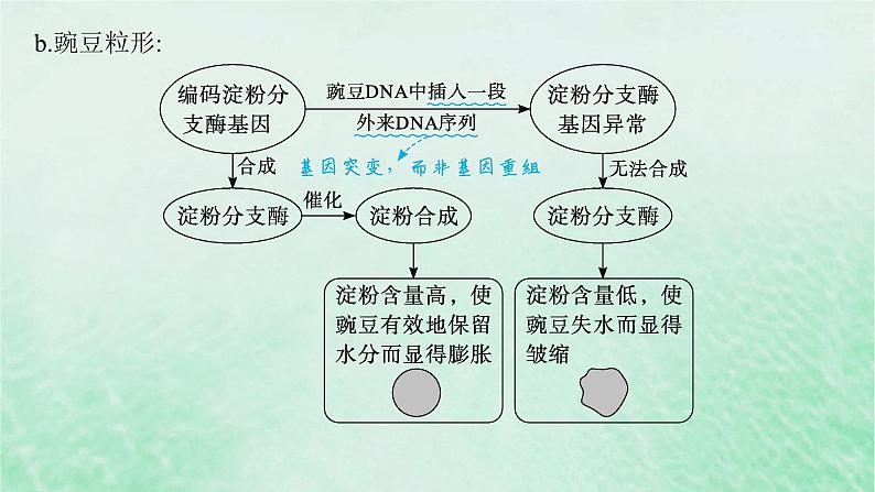 适用于新教材2024版高考生物一轮总复习第6单元遗传的分子基础第25讲基因表达和性状的关系课件新人教版08