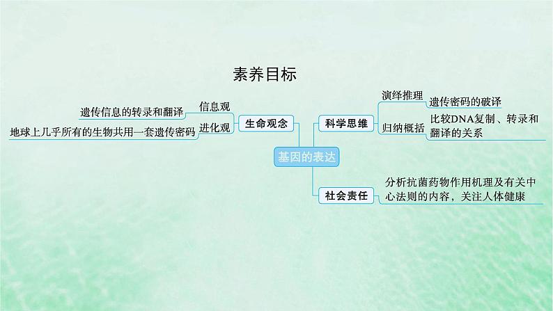 适用于新教材2024版高考生物一轮总复习第6单元遗传的分子基础第24讲基因的表达课件新人教版02