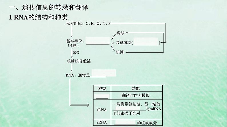 适用于新教材2024版高考生物一轮总复习第6单元遗传的分子基础第24讲基因的表达课件新人教版05