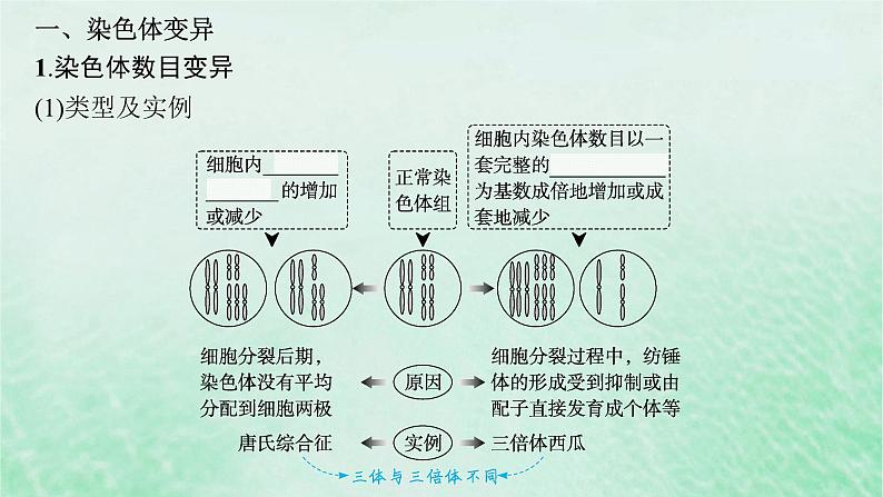 适用于新教材2024版高考生物一轮总复习第7单元生物的变异与进化第27讲染色体变异与育种课件新人教版第5页