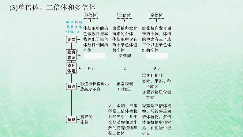 适用于新教材2024版高考生物一轮总复习第7单元生物的变异与进化第27讲染色体变异与育种课件新人教版第7页