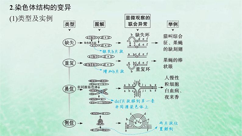 适用于新教材2024版高考生物一轮总复习第7单元生物的变异与进化第27讲染色体变异与育种课件新人教版第8页