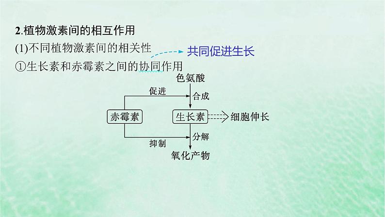 适用于新教材2024版高考生物一轮总复习第8单元稳态与调节第37讲其他植物激素及调节植物生长调节剂的应用课件新人教版第6页