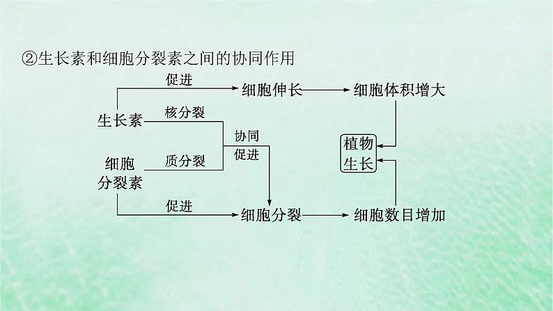 适用于新教材2024版高考生物一轮总复习第8单元稳态与调节第37讲其他植物激素及调节植物生长调节剂的应用课件新人教版第7页