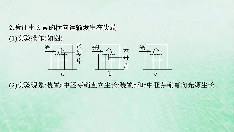 适用于新教材2024版高考生物一轮总复习第8单元稳态与调节专题精研课13与植物激素相关的实验设计课件新人教版03