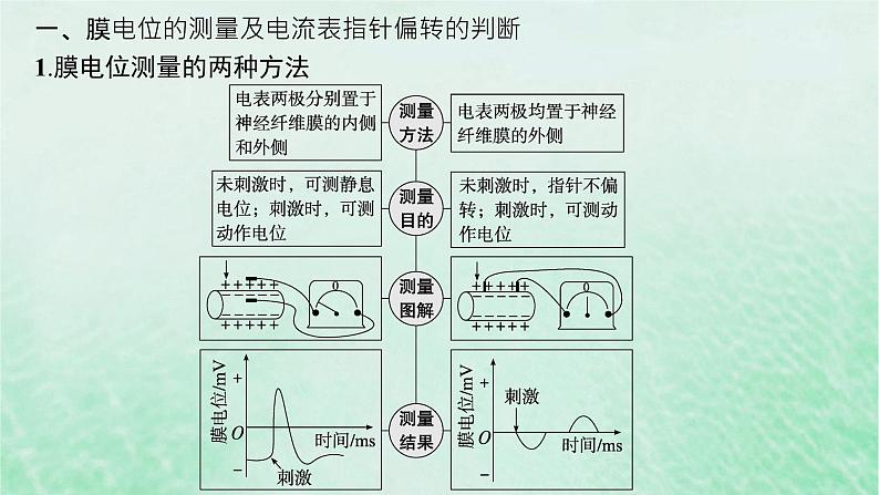 适用于新教材2024版高考生物一轮总复习第8单元稳态与调节专题精研课11兴奋传导与电表指针偏转问题分析及兴奋传导特点的实验探究课件新人教版02