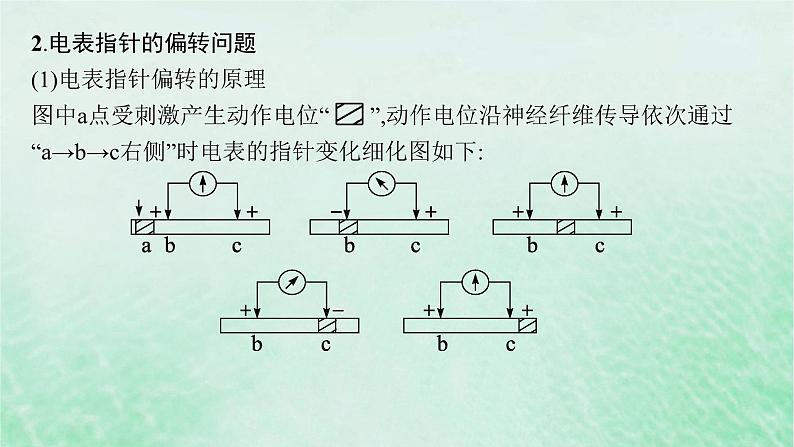 适用于新教材2024版高考生物一轮总复习第8单元稳态与调节专题精研课11兴奋传导与电表指针偏转问题分析及兴奋传导特点的实验探究课件新人教版03