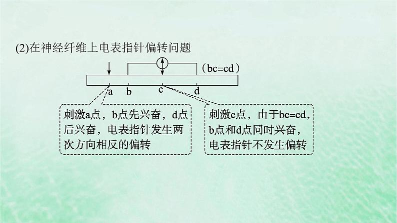 适用于新教材2024版高考生物一轮总复习第8单元稳态与调节专题精研课11兴奋传导与电表指针偏转问题分析及兴奋传导特点的实验探究课件新人教版04