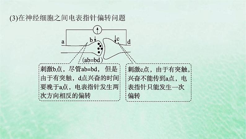 适用于新教材2024版高考生物一轮总复习第8单元稳态与调节专题精研课11兴奋传导与电表指针偏转问题分析及兴奋传导特点的实验探究课件新人教版05