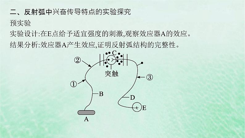 适用于新教材2024版高考生物一轮总复习第8单元稳态与调节专题精研课11兴奋传导与电表指针偏转问题分析及兴奋传导特点的实验探究课件新人教版08