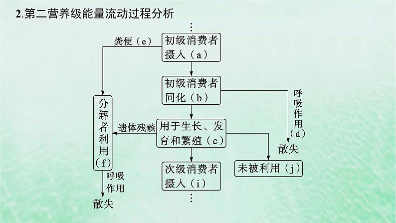 适用于新教材2024版高考生物一轮总复习第9单元生物与环境第42讲生态系统的能量流动课件新人教版07