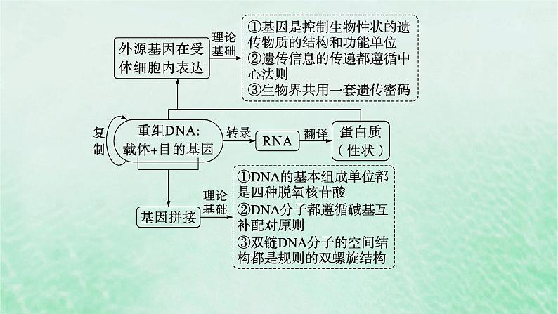 适用于新教材2024版高考生物一轮总复习第10单元生物技术与工程第50讲基因工程的基本工具与操作程序课件新人教版第6页